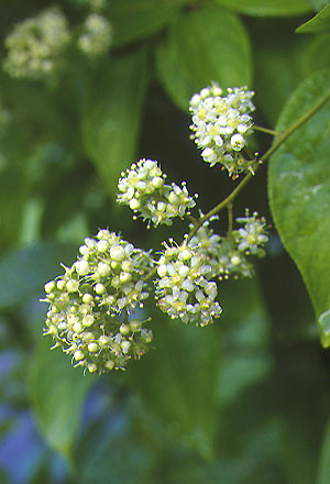 Tout comme les amandes amères d'abricot bio, la capsaïcine, l'armoise annuelle ou les feuilles de Graviola corossol Lei gong teng bio est un anti cancer naturel puissant.