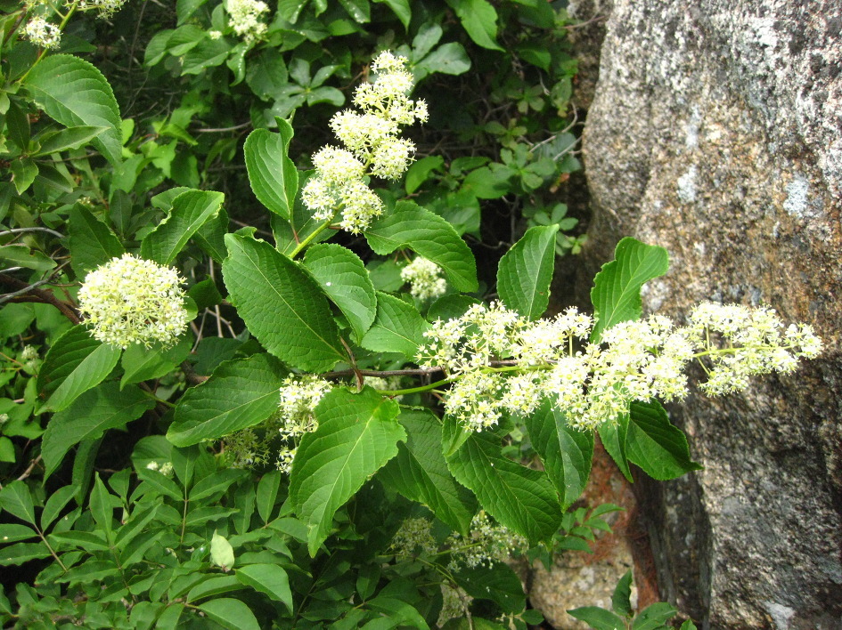 Tout comme les amandes amères d'abricot bio, la capsaïcine, l'armoise annuelle ou les feuilles de Graviola corossol Lei gong teng bio est un anti cancer naturel puissant.