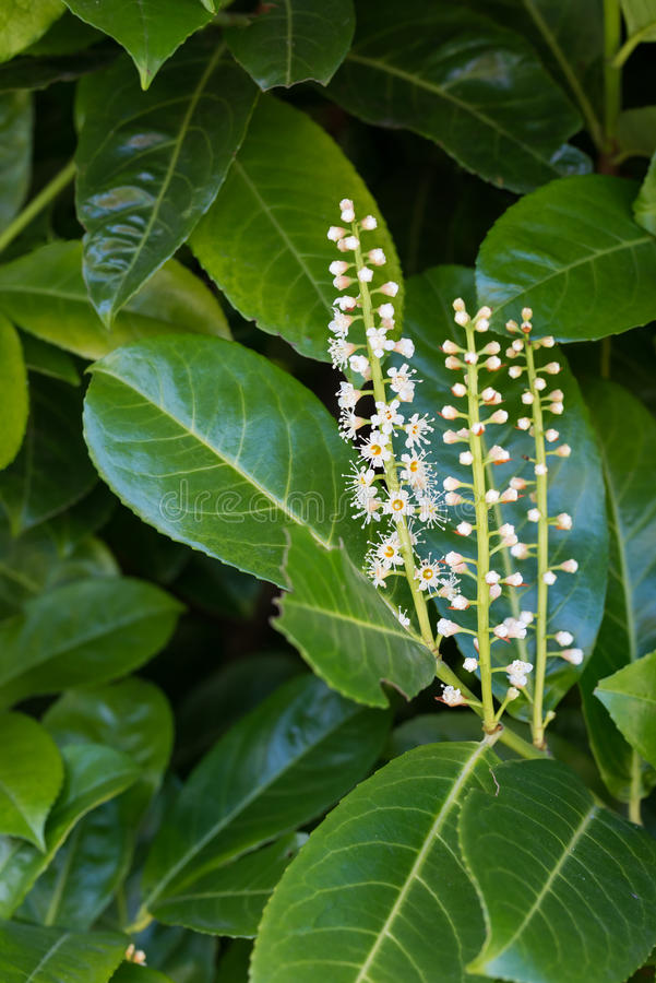 Tout comme les amandes amères d'abricot bio, l'armoise annuelle ou les feuilles de Graviola corossol Lei gong teng bio est un anti cancer naturel puissant.