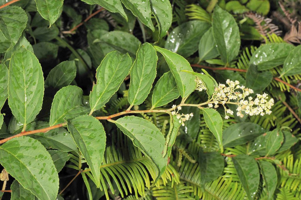 Tout comme les amandes amères d'abricot bio, l'armoise annuelle ou les feuilles de Graviola corossol Lei gong teng bio est un anti cancer naturel puissant.