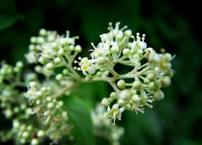 Tout comme les amandes amères d'abricot bio, l'armoise annuelle ou les feuilles de Graviola corossol Lei gong teng bio est un anti cancer naturel puissant.