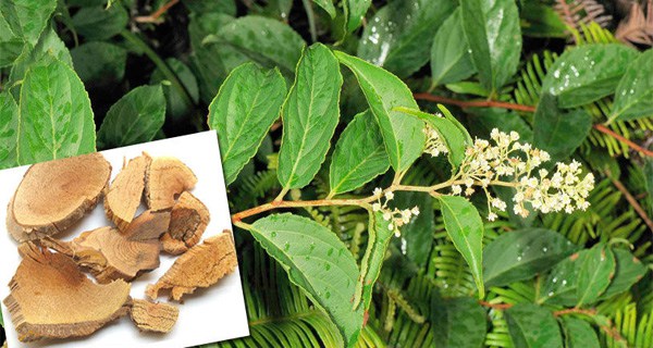 Tout comme les amandes amères d'abricot bio, la capsaïcine, l'artemisia annua ou les feuilles de Graviola corossol la Lei gong teng bio est aussi un anti cancer naturel puissant.