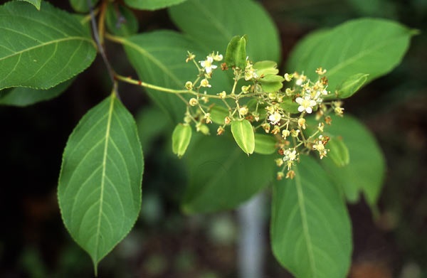 Tout comme les amandes amères d'abricot bio, la capsaïcine, l'artemisia annua ou les feuilles de Graviola corossol Lei gong teng bio est un anti cancer naturel puissant.