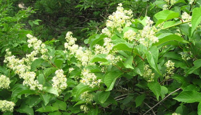 Tout comme les amandes amères d'abricot bio, la capsaïcine, l'armoise annuelle ou les feuilles de Graviola corossol Lei gong teng bio est un anti cancer naturel puissant.